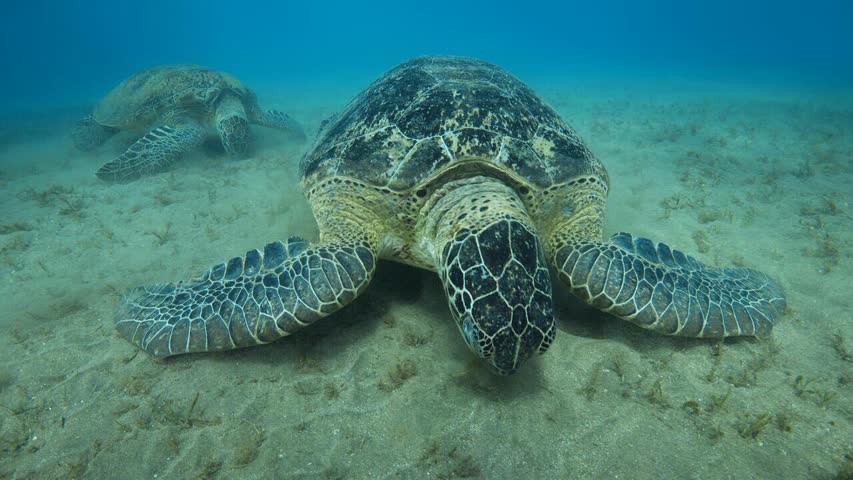 Фото - Десятки морских черепах найдены зарезанными у японского острова
