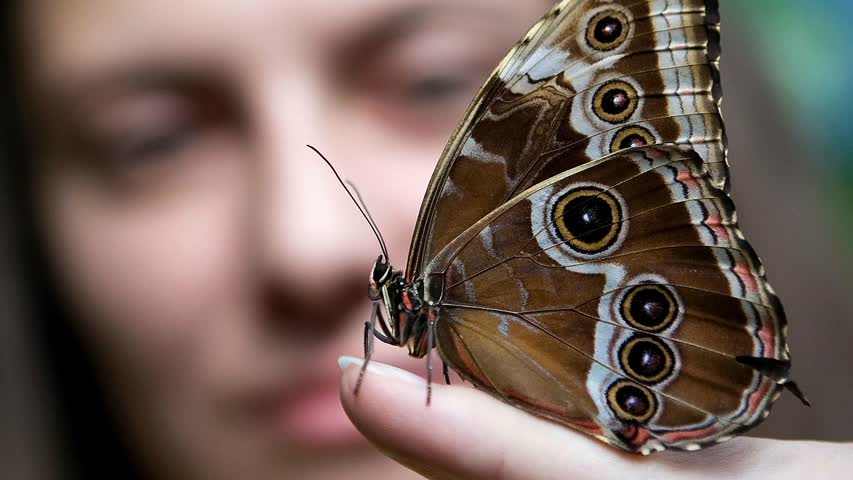 Фото - В Британии недосчитались одного вида насекомых
